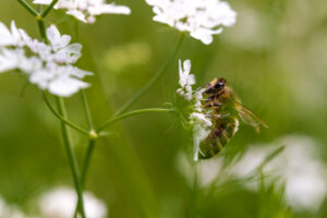 Macrofotograaf vlaanderen